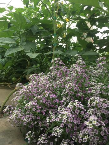 A plant with white and purple flowers, with tomatoes in the background.