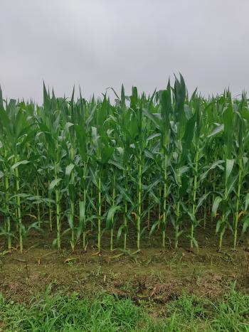 Stand of tall corn plants