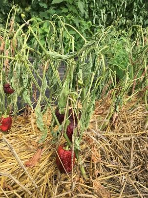 A wilted pepper plant with several rotten fruit attached.