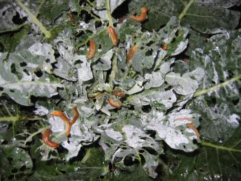 A picture of a brassica plant, taken at night. The plant has many ragged holes in the leaves and there are many slugs on the leaves.
