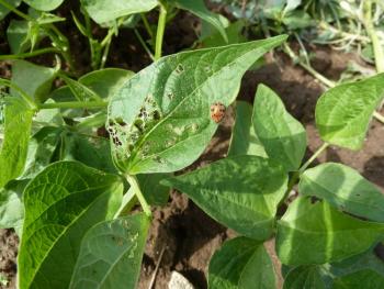 Bean foliage with skeletonized areas and several copper-colored beetles.