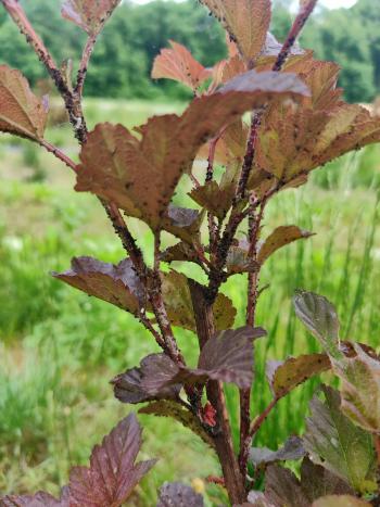 A ninebark stem with red leaves and many dark colored aphids on the leaves and stem.