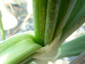 A close-up of an onion plant, with many small, elongate bugs crowding the center of the plant between the leaves.