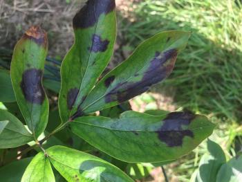 A peony leaf with several dark purple blotches.