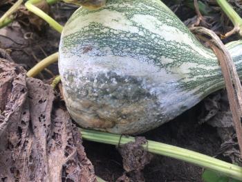 A winter squash fruit with a large round lesion with white sporulation around the edge.