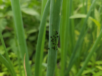 A scallion with a cluster of black aphids.