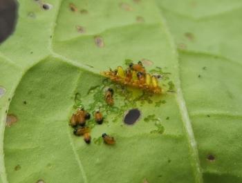 Newly hatched (and hatching!) Colorado potato beetle larvae.