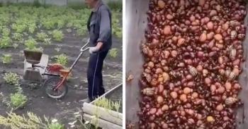 An image of a farmer pushing a walk-behind tool in a field, and an image of lots of Colorado potato beetle in a bin.