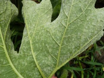 A squash leaf with powdery patchy white spots