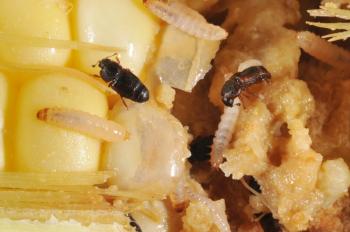Close-up image of an ear of corn with several small black beetles and transluscent beetle larvae.