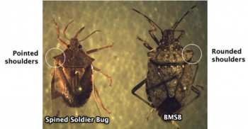 Spined soldier bug with pointed shoulders and brown marmorated stink bug with rounded shoulders. 