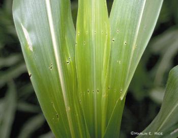 Corn leaves with horizontal lines of small holes
