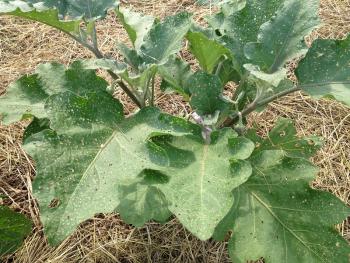 An eggplant plant with many tiny holes in the leaves.