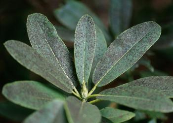 Leaves of a California laurel, with a dusty dark growth on them.