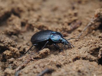 A black beetle on soil