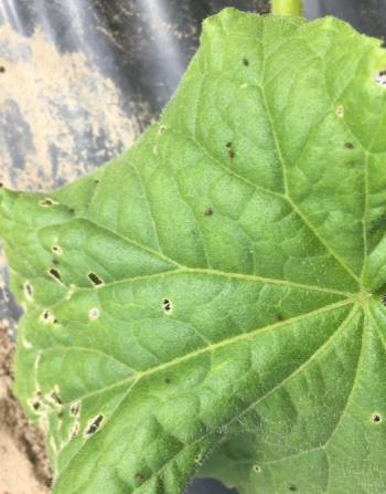 A cucumber leaf with small holes and small black bugs.