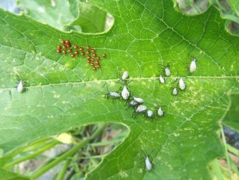 A squash leaf with a cluster of many round, copper-colored eggs, and many gray insects with black legs.