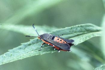 A red-and-black moth on a leaf