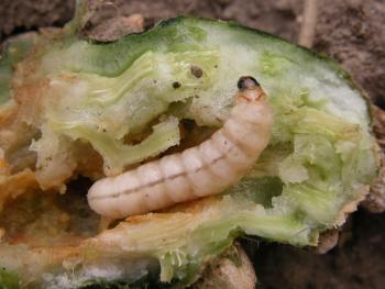A large cream-colored caterpillar inside a cut-open cucurbit stem.