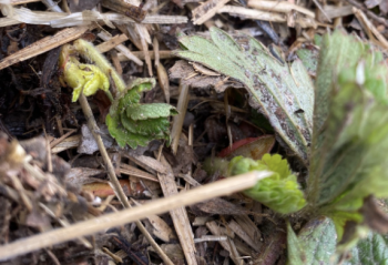 strawberry green growth