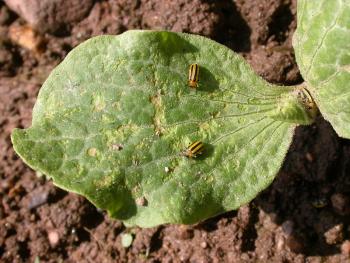 A cucurbit cotyledon with small yellow and black striped beetles.