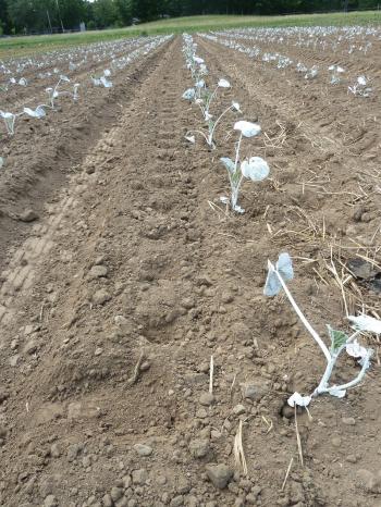 Small squash seedlings in the field covered in white clay.