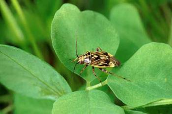 A shield-shaped bug on a leaf.