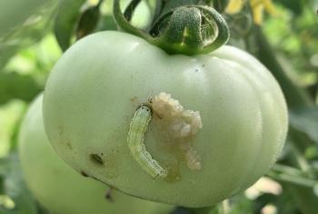 A striped green caterpillar boring into a green tomato fruit.