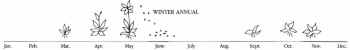 This image shows that winter annual weeds germinate in the fall, overwinter, begin growing again in early spring, flower, and then set seed in late spring or early summer.