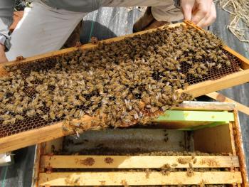 Person inspecting a honey bee hive