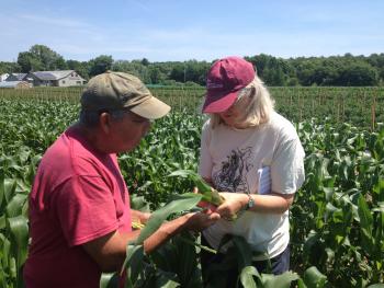 Ruth Hazzard, Vegetable Team Leader through 2015, scouts for corn pests at Foppema's Farm in Northbridge, MA. Photo: UMass Vegetable Program