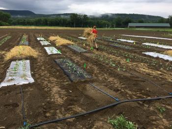 A research trial set up at the UMass Research Farm in South Deerfield, MA. Photo: S. B. Scheufele