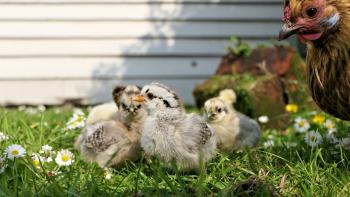Mother Hen and her brood of chicks by Andrea Lightfoot on unsplash