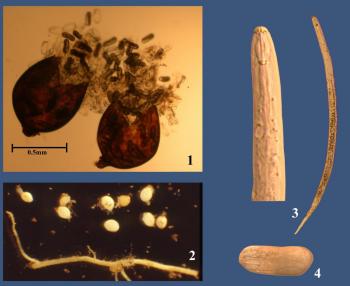 plant parasitic nematodes