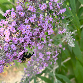 Xylocopa male