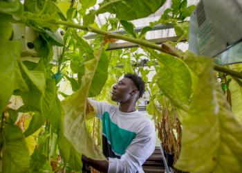 Eugene Amponsah ('19) researches floral chemistry and bee disease resistance