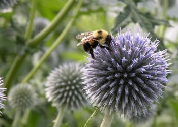 Bombus bumblebee