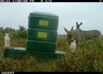 Deer Feeding Station on Cape Cod