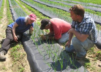 Scouting for pests in onion crop