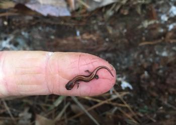 Small salamander in western Massachusetts forest