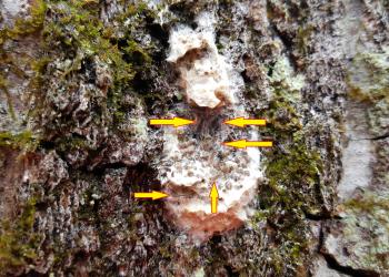 Gypsy moth egg hatch has been observed at a location off US-202 in Belchertown, Mass. as of 4/26/17. Tiny, hairy caterpillars may be seen resting on top of egg masses at this time as shown here with arrows. (Simisky, 2017)