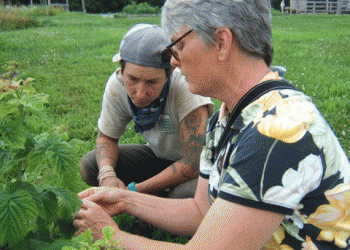 Sonia Schloemann discusses rasperries at Powisett Farm, Dover, MA