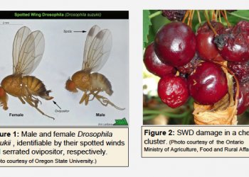 images from Poster-Evaluation of plant-based materials for attractiveness to the invasive spotted wing Drosophila, Drosophila suzukii