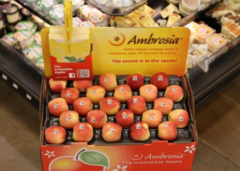 Ambrosia apples in a box