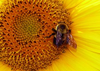 Close-up of bee on a sunflower