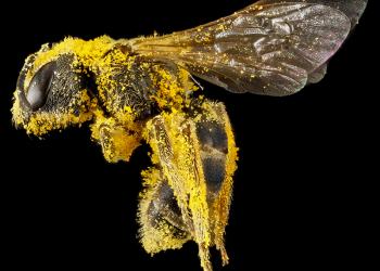 bee with pollen USGS image