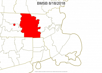 MA BMSB County presence map 