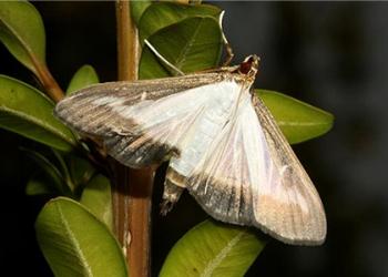 Box tree moth adult  (Photo courtesy of Matteo Maspero and Andrea Tantardini, Centro MiRT - Fondazione Minoprio [IT])