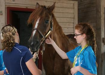 two people looking at a horse