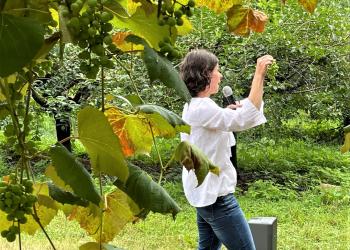 Elsa Petit shares best practices for growing grapes in Massachusetts